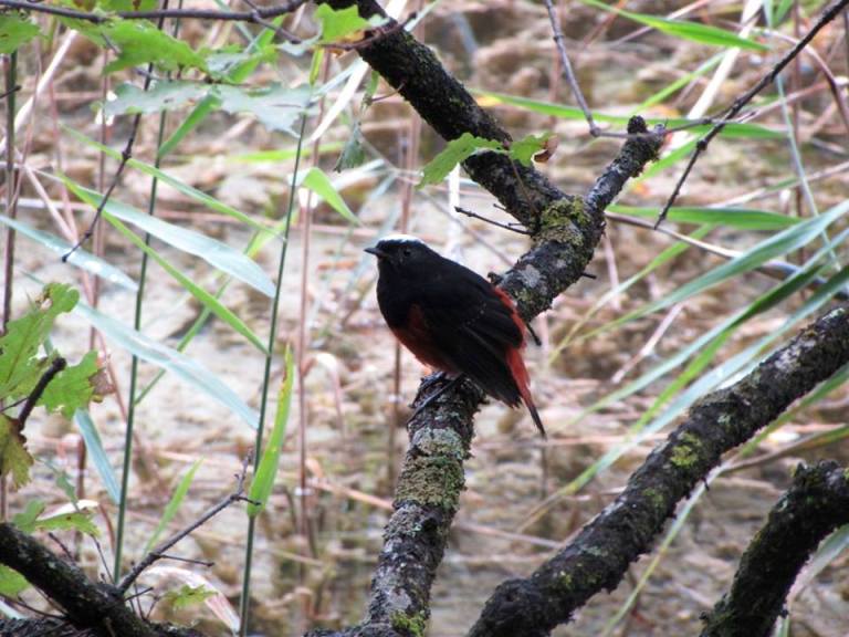 14713515_10153995450213601_576992846543204829_n1