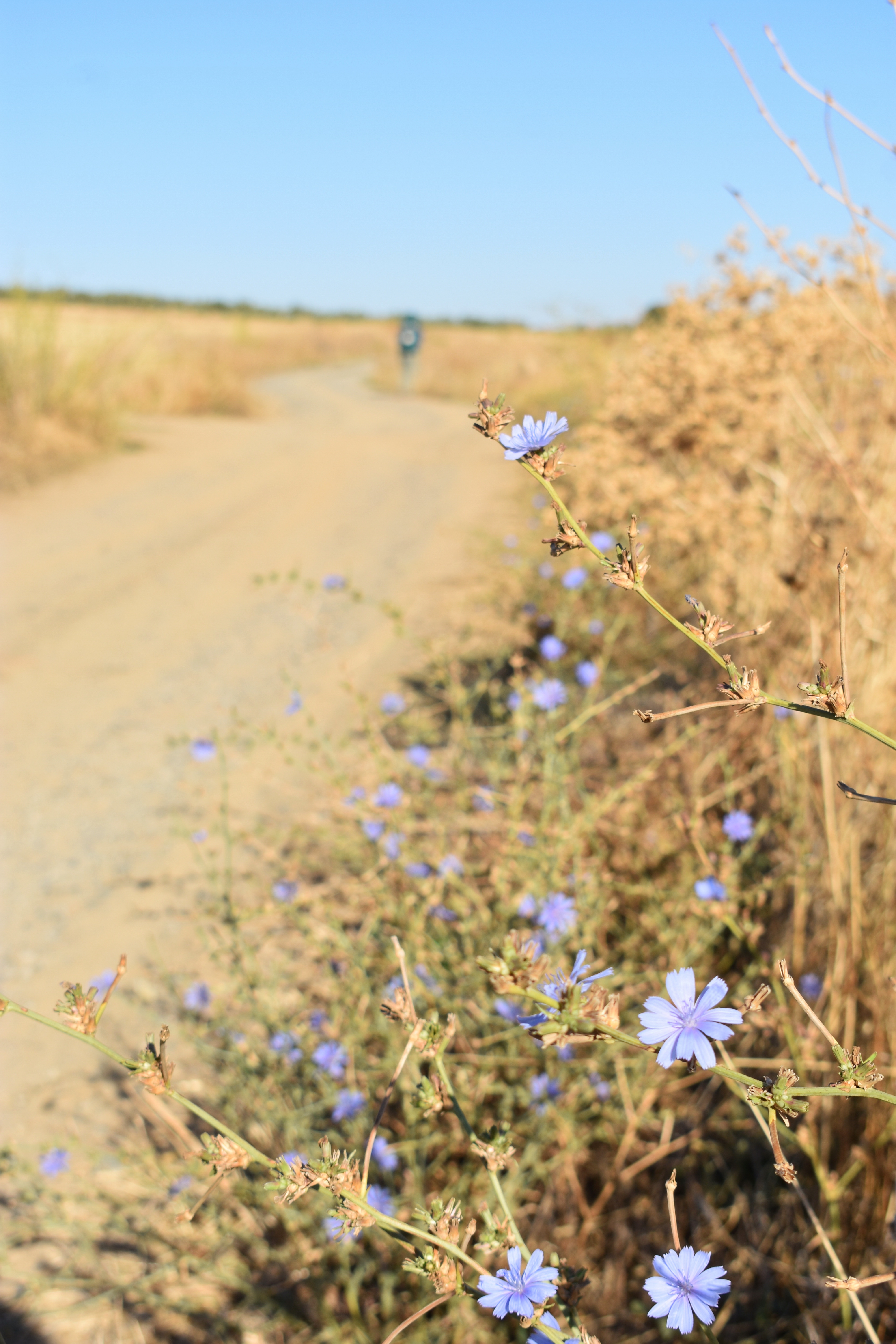 1615BCAA-D03A-4783-B00A-0171FB156A90