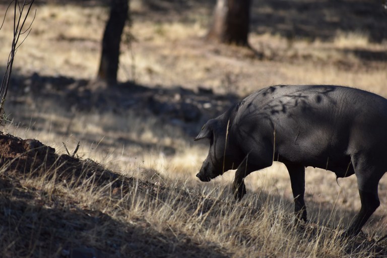 951777E1-EE35-425D-8C38-D08E2BB4C74E