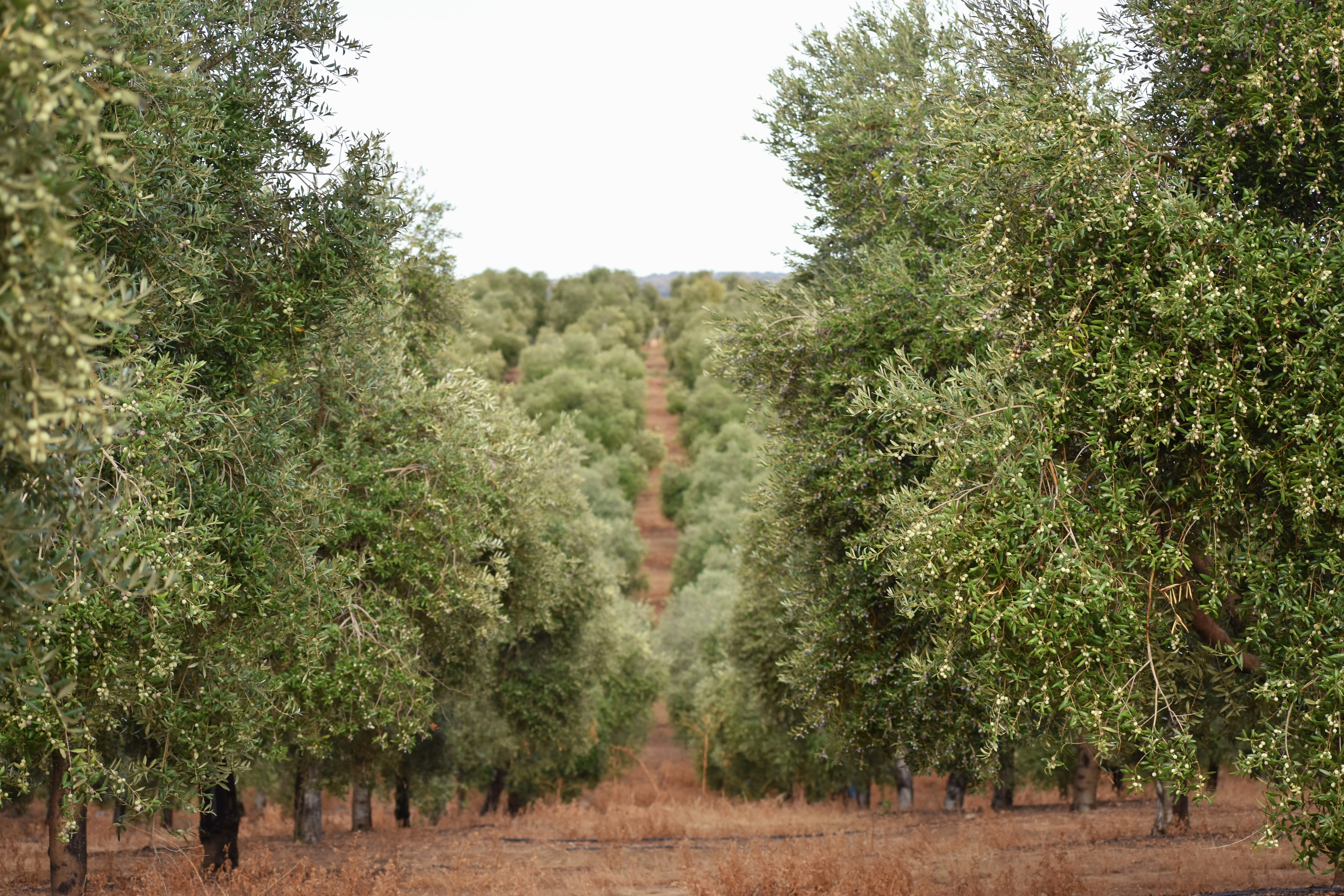 F16889BD-EA1F-40BE-8E2C-EE9F958AE8F3