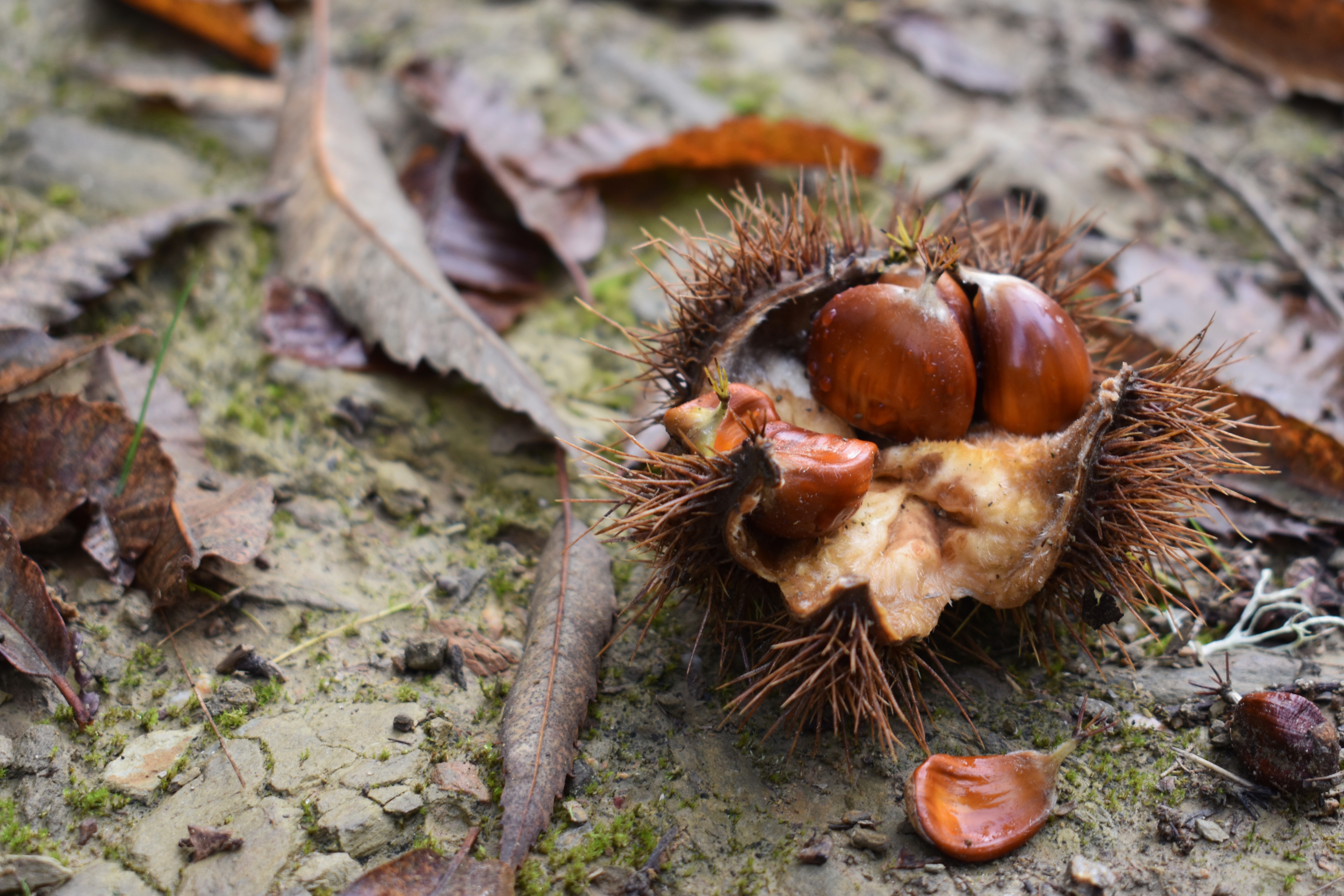 BC077F1D-7D6C-42AD-BE3B-A082EB825ECA